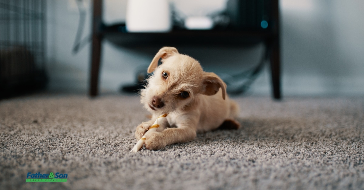 Professional repairing a carpet torn by pets in Utah